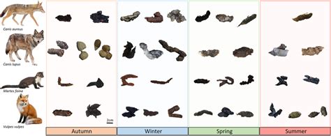 videos scatologie|scatology biology.